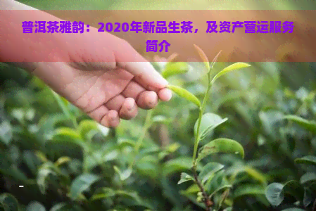 普洱茶雅韵：2020年新品生茶，及资产营运服务简介